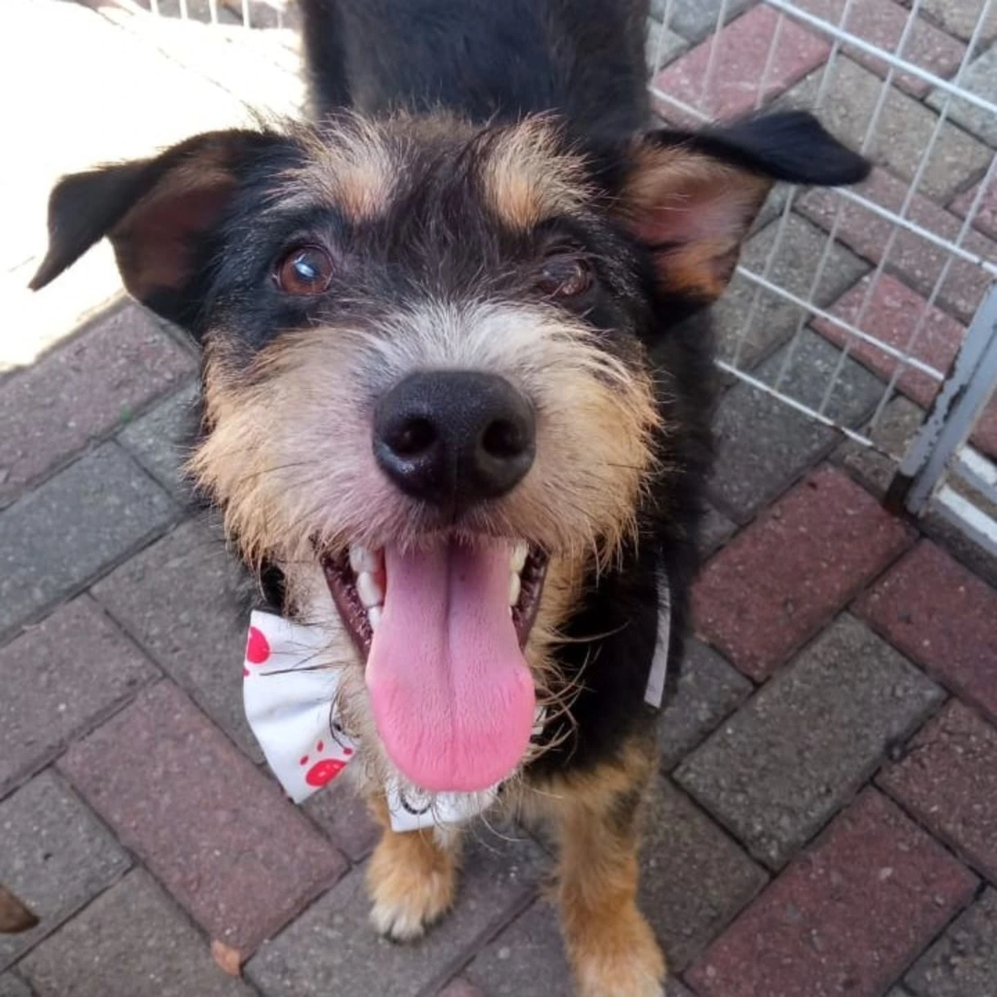 Foto do Lucky