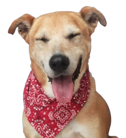 Foto Cachorro Duque